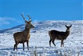 Ross-shire red deer culling targets achieved for beginning of population reduction plan